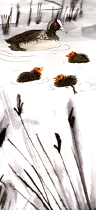 illustratie van een meerkoet met jongen
