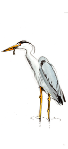 illustratie van een reiger die een meerkoetkuiken naar binnen hapt