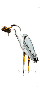 illustratie van een reiger die een meerkoetkuiken in zijn snavel heeft